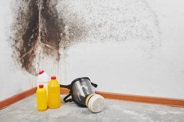 Attic Mold Removal in Pleasureville, KY