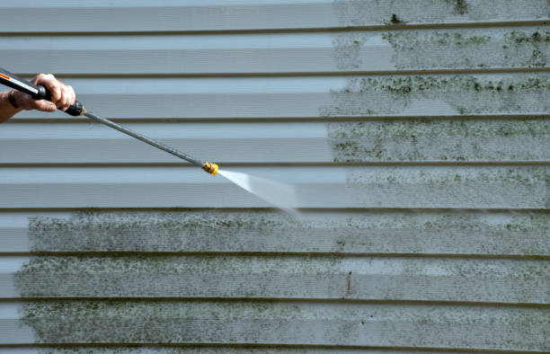 Mold Removal Process in Pleasureville, KY
