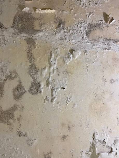 Home Mold Removal in Pleasureville, KY